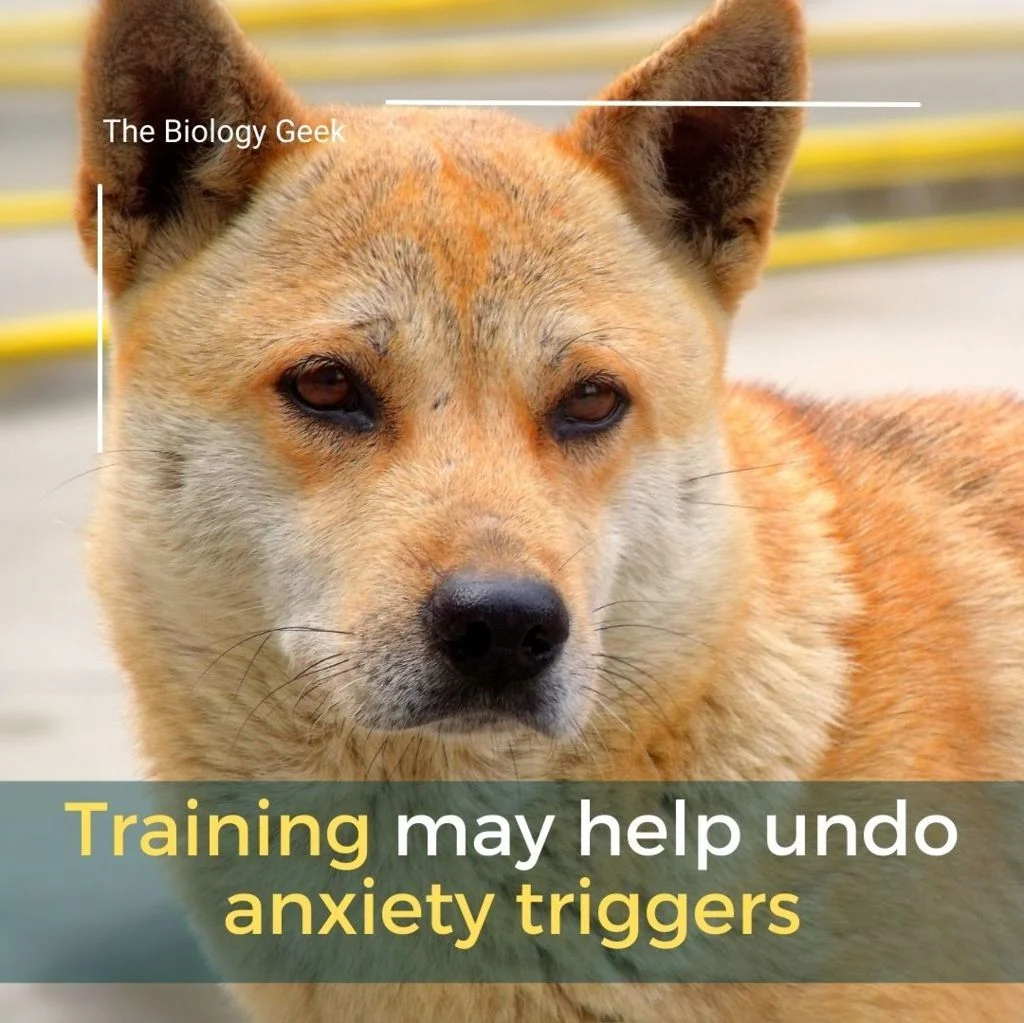dog medication for anxiety